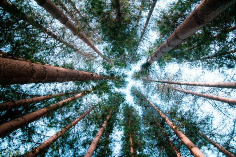 Instagram: @harry.digital . Small Pine Tree forest in Fremantle, Western Australia